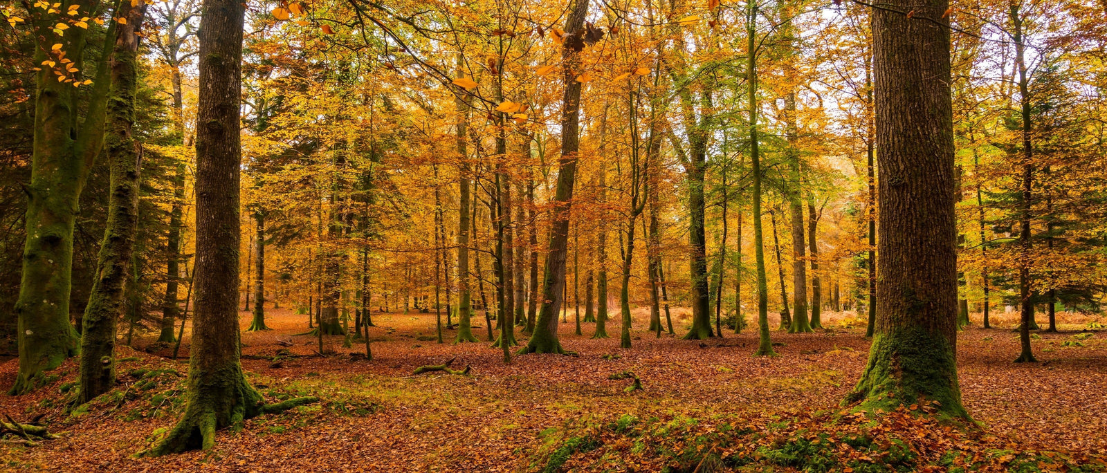 Tall trees with golden-yellow autumn foliage rising from a carpet of copper leaves in the New Forest, their trunks green with moss. Image by allouphoto via Adobe Stock.