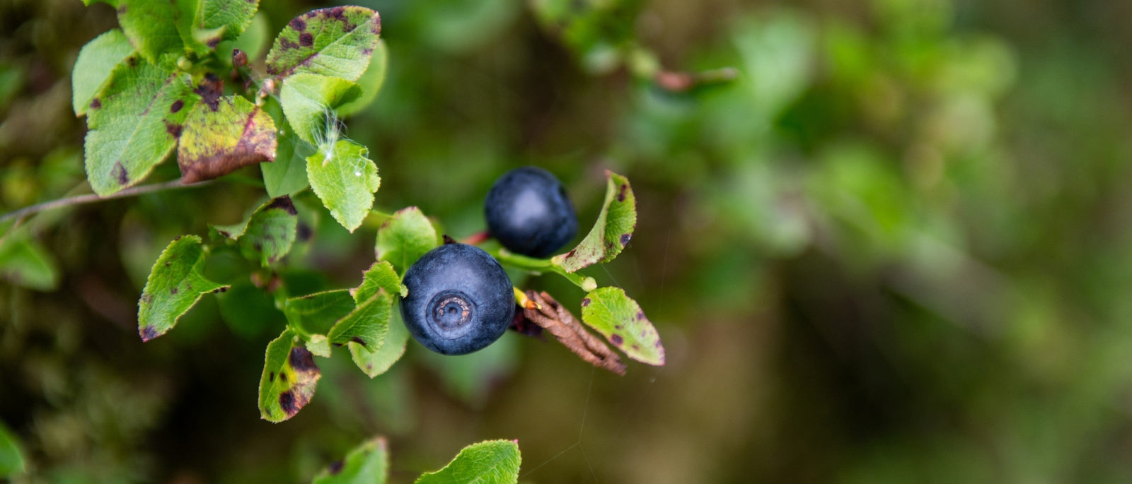 Foraging Guide: Rosehips | Outdoor Larder | WildBounds UK