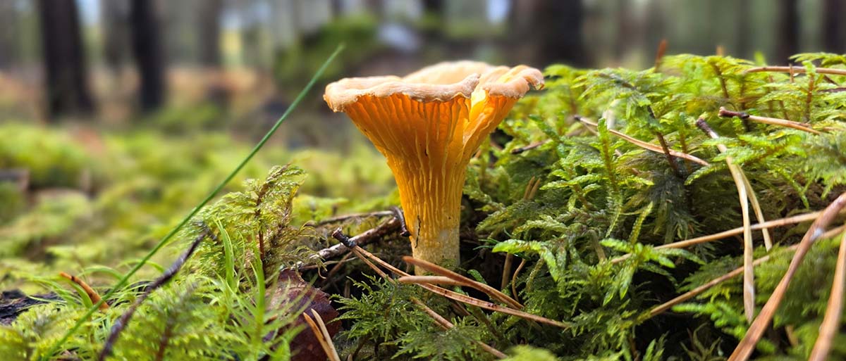 Foraging Guide: Rosehips | Outdoor Larder | WildBounds UK
