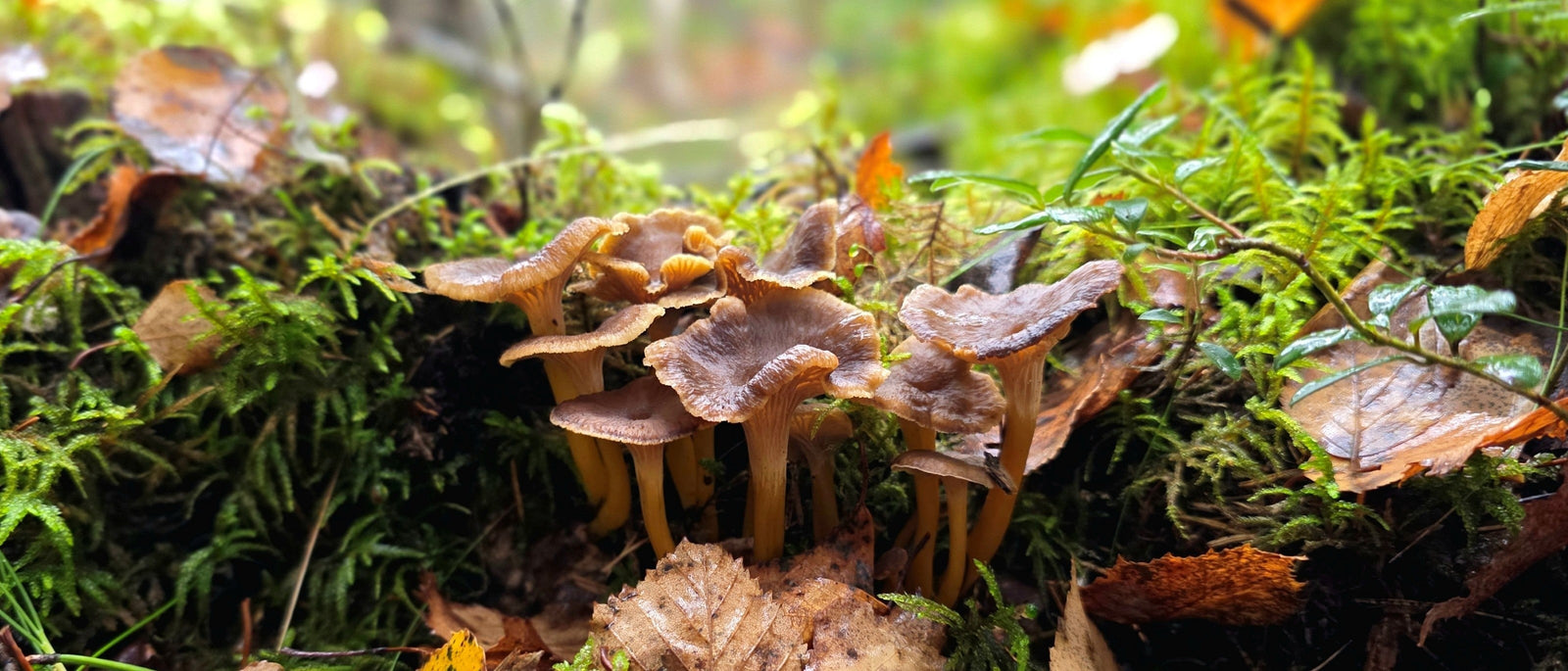 Foraging Guide: Rosehips | Outdoor Larder | WildBounds UK
