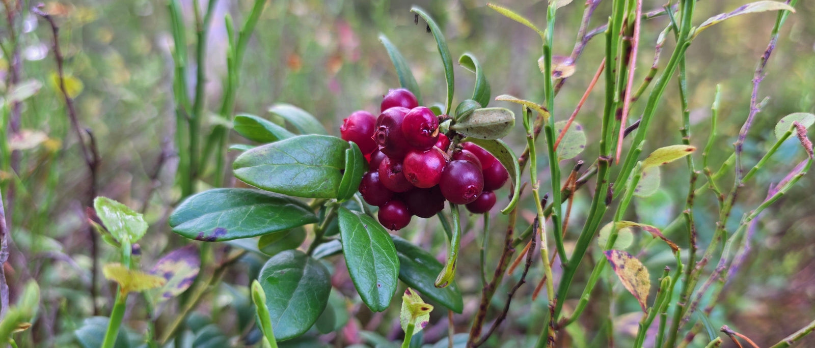 Foraging Guide: Rosehips | Outdoor Larder | WildBounds UK