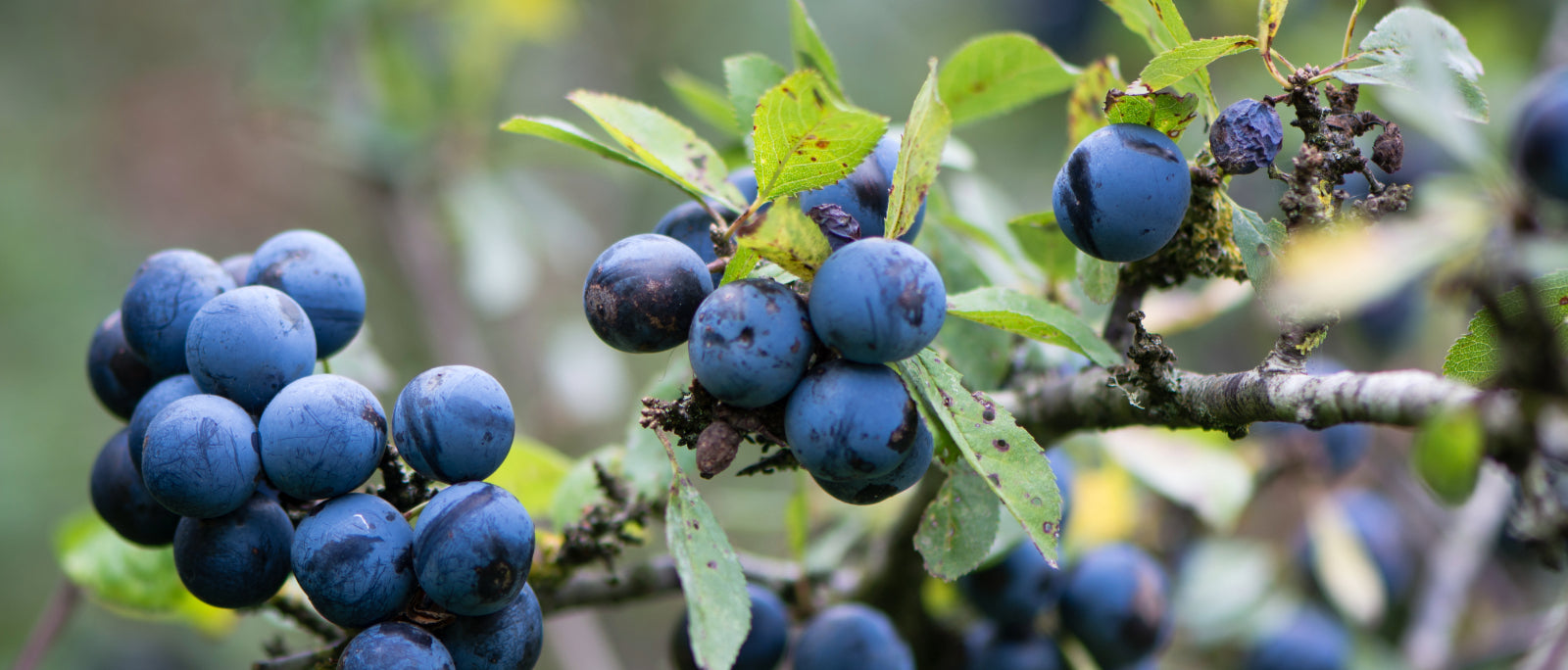 Foraging Guide: Rosehips | Outdoor Larder | WildBounds UK