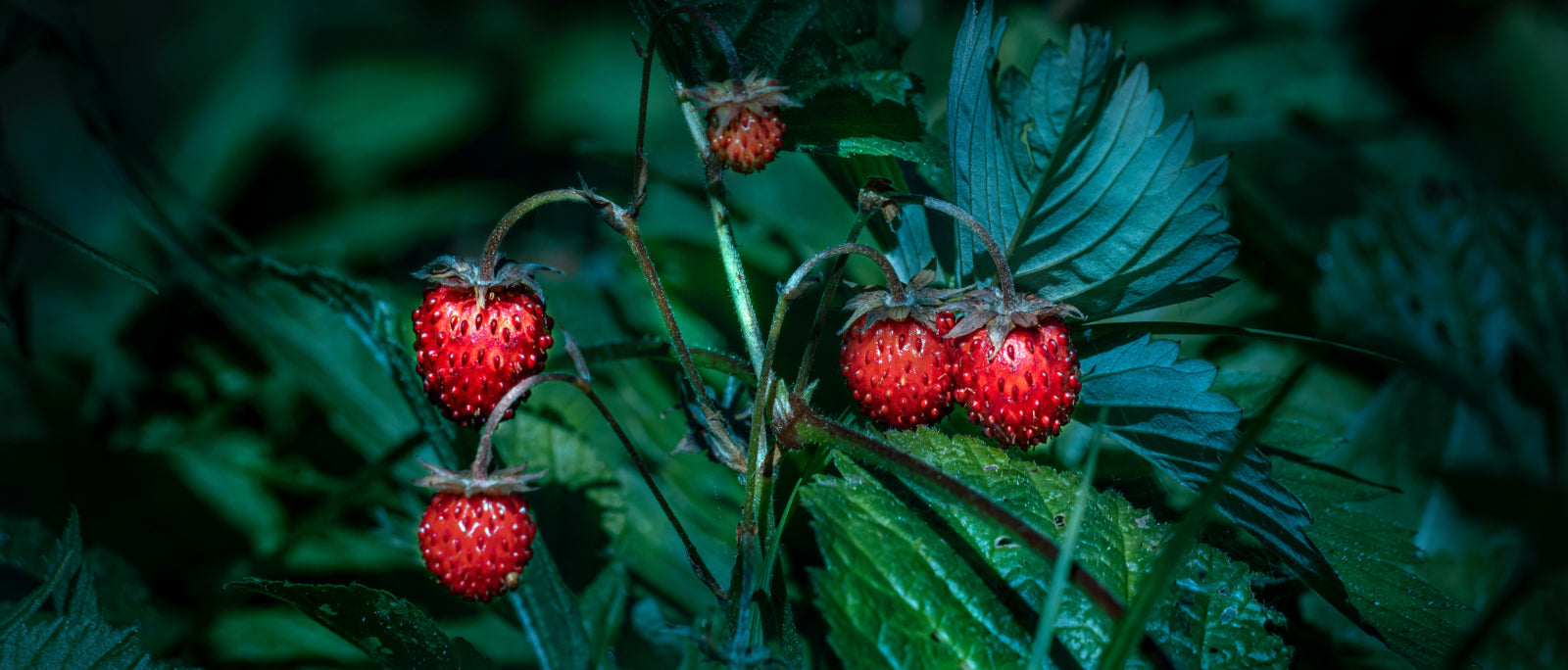Foraging Guide: Rosehips | Outdoor Larder | WildBounds UK