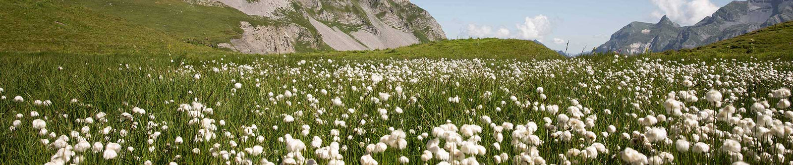 Fabriqué en coton biologique