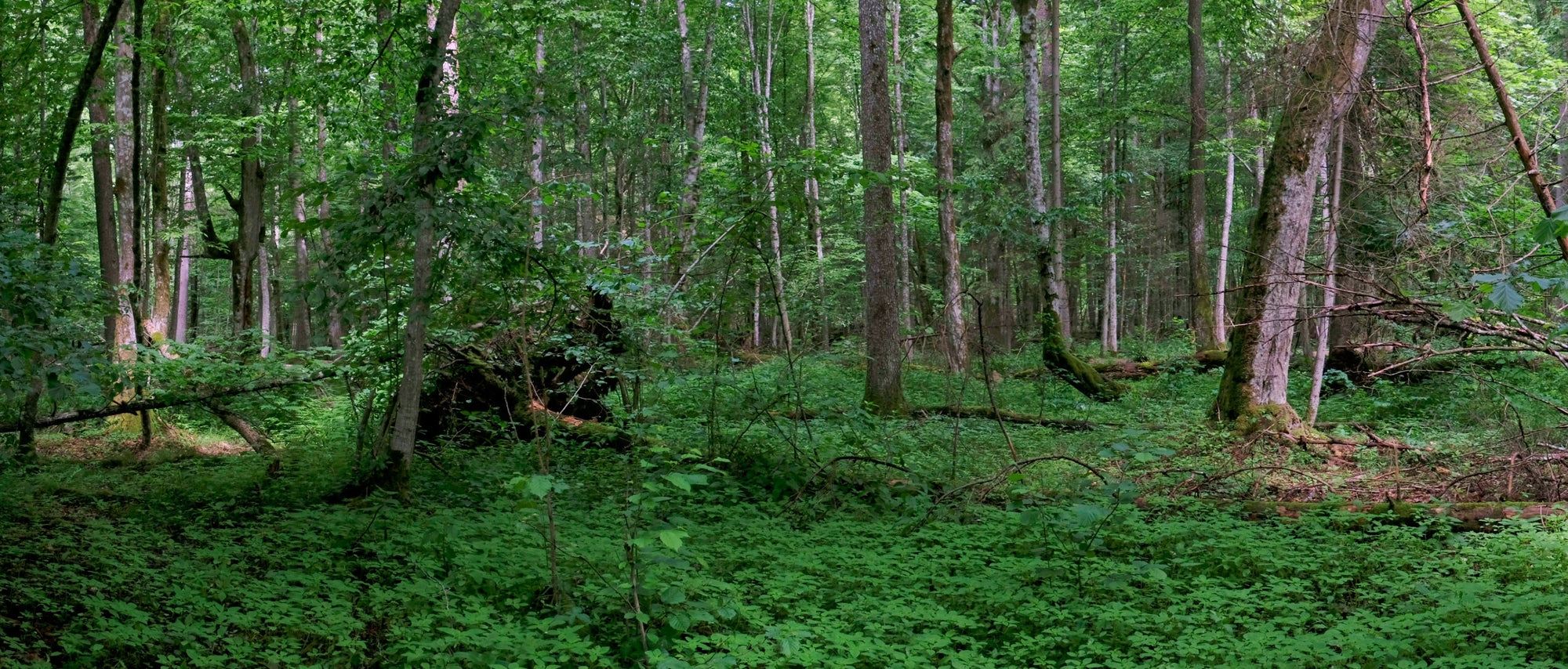 Foraging Guide: Ground Elder | Outdoor Larder | WildBounds UK