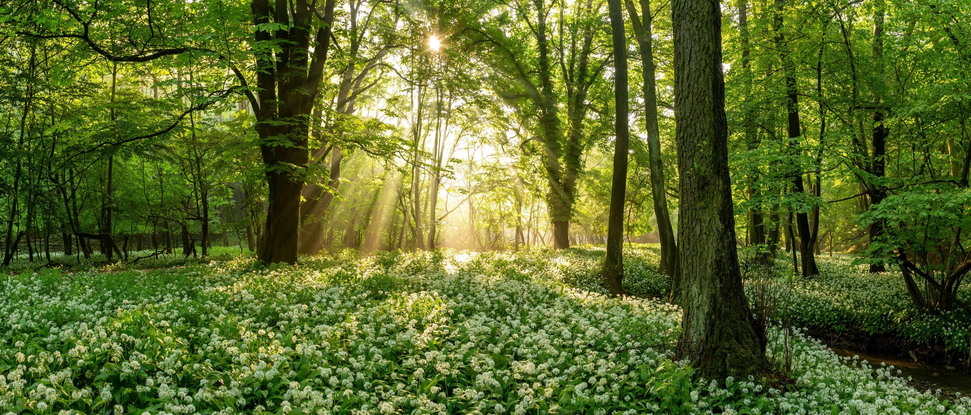Foraging Guide: Wild Garlic | Outdoor Larder | WildBounds UK