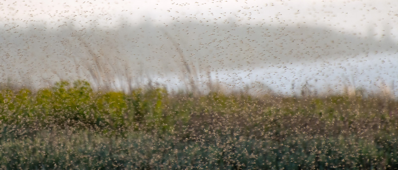 Wee Beasties: Managing Scotland’s Ticks, Midges and More | Camp Notes | WildBounds UK