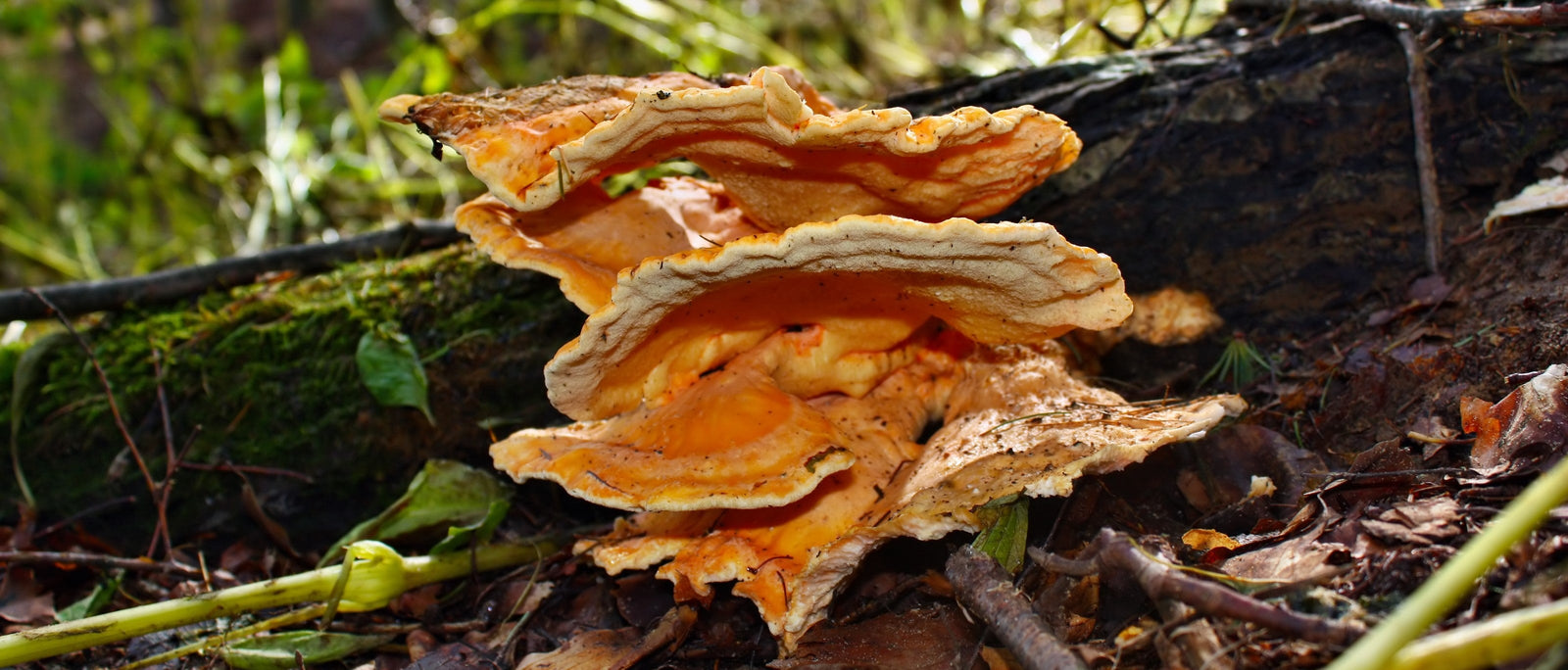 Foraging Guide: Chicken of the Woods | Outdoor Larder | WildBounds UK