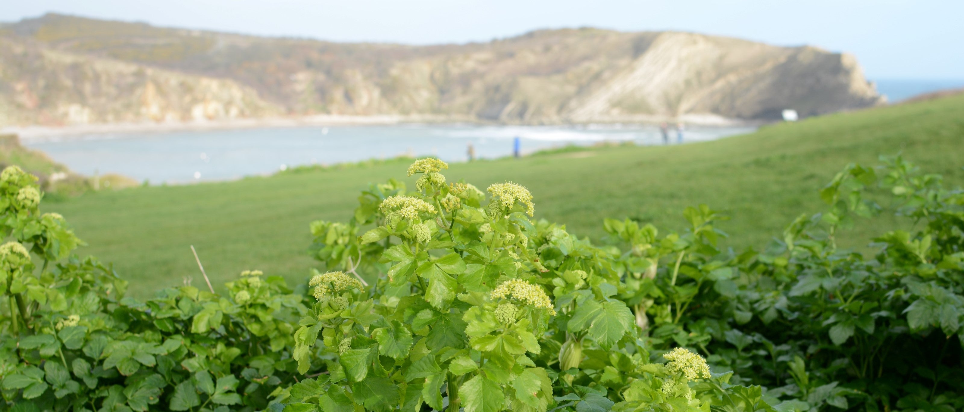 Foraging Guide: Alexanders