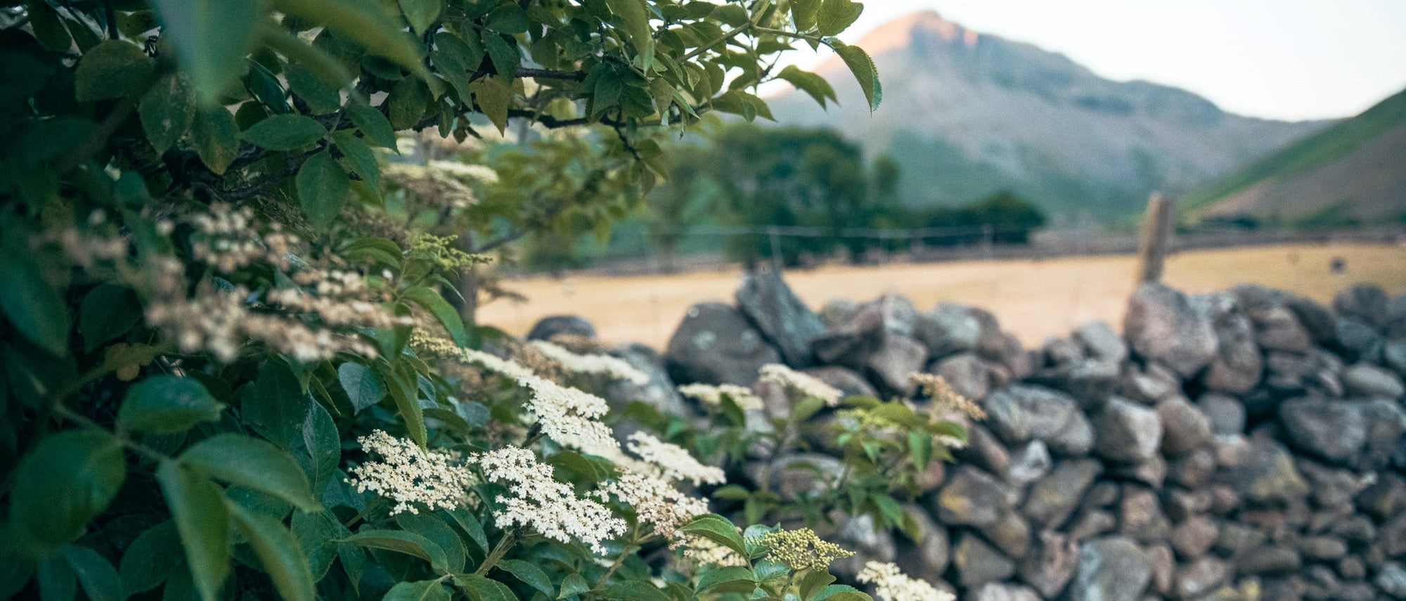 Foraging Guide: Elderflower | Outdoor Larder | WildBounds UK