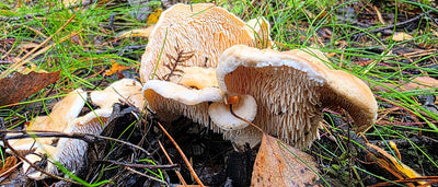 Foraging Guide: Hedgehog Mushroom