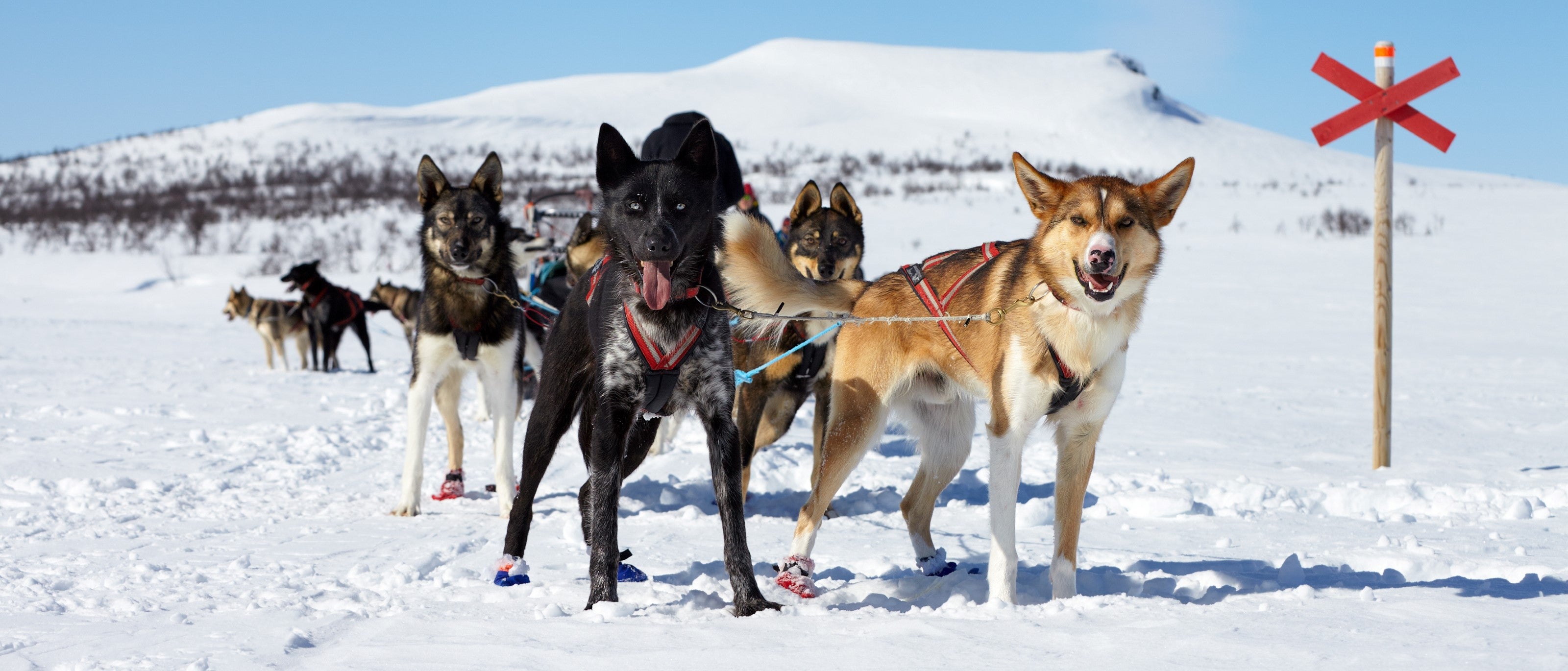 Don’t Let Go! | Dog Sledding in the Arctic Circle