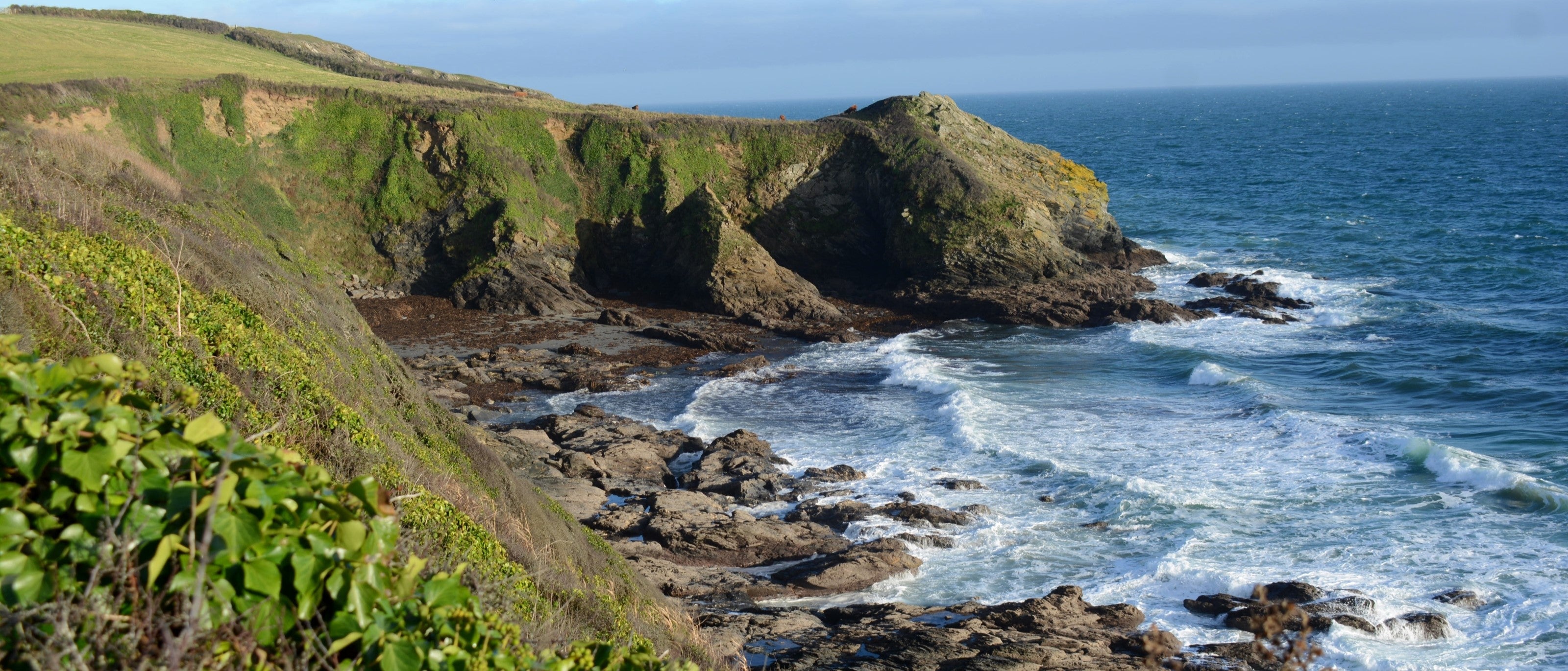 Beginner’s Guide to Coastal Foraging