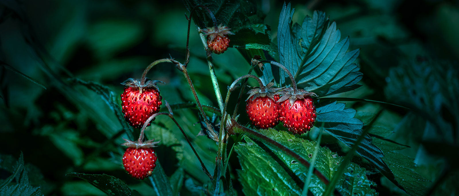 Wild Strawberries