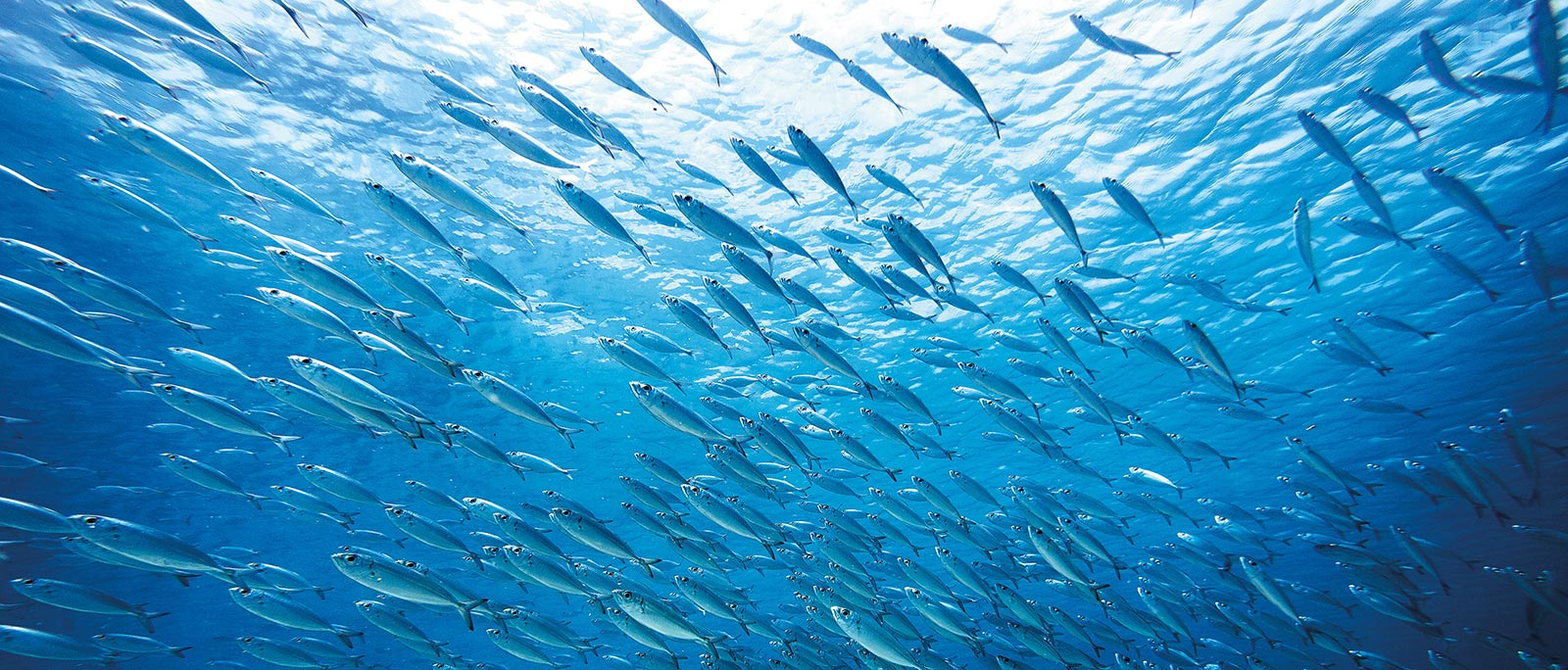 Making Waves | Inspirational Ocean Films | Movers | WildBounds UK