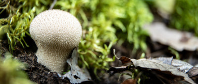 Guide de la recherche de nourriture : Champignon bouffi