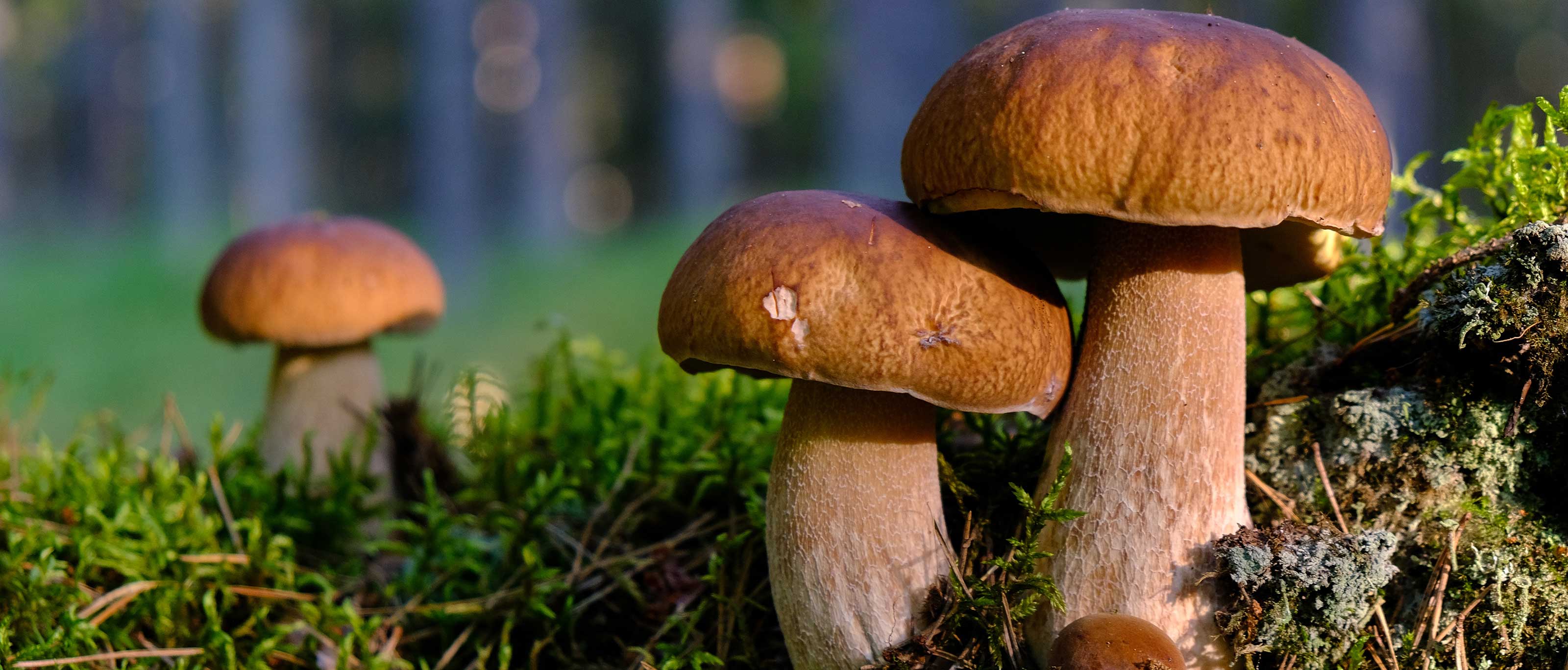 Foraging Guide: Porcini Mushroom