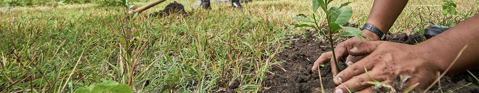 Des arbres plantés pour chaque produit vendu