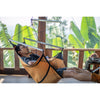 Moon Chair Ticket To The Moon TMMC70 Hammocks One Size / Sand